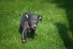 Whippet (teef) 29559