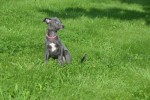 Whippet (teef) 29559