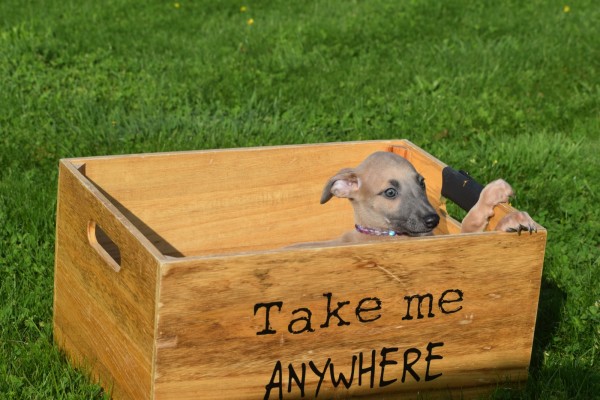 Whippet (reu) 32247