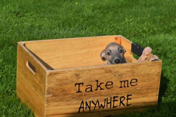 Whippet (reu) 32247