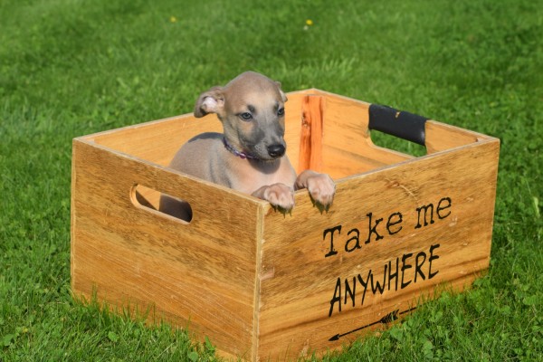 Whippet (reu) 32247