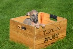 Whippet (reu) 32247