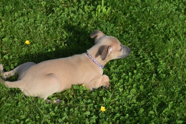 Whippet (reu) 32247