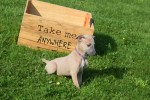 Whippet (reu) 32247