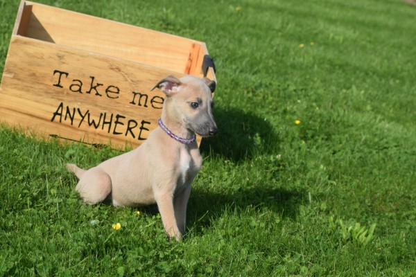 Whippet (reu) 32247