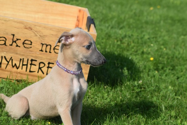Whippet (reu) 32247