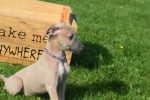 Whippet (reu) 32247