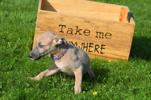 Whippet (reu) 32247