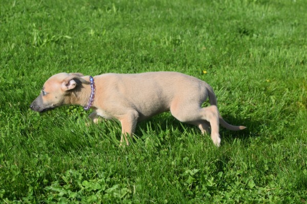 Whippet (reu) 32247
