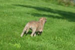 Whippet (teef) 30223