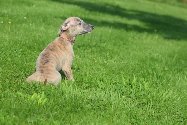 Whippet (teef) 30223