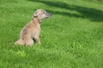 Whippet (teef) 30223