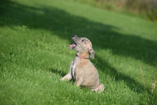 Whippet (teef) 30223