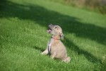 Whippet (teef) 30223