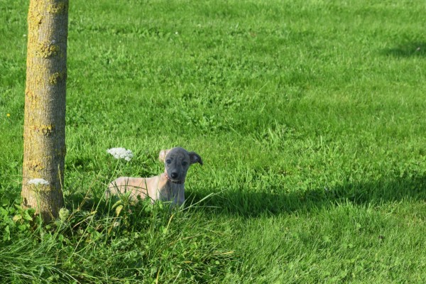 Whippet (teef) 30223