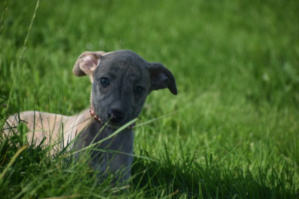 Whippet (teef) 30223