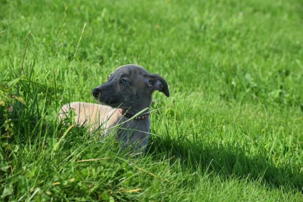 Whippet (teef) 30223
