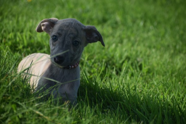 Whippet (teef) 30223