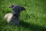 Whippet (teef) 30223