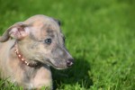 Whippet (teef) 30223