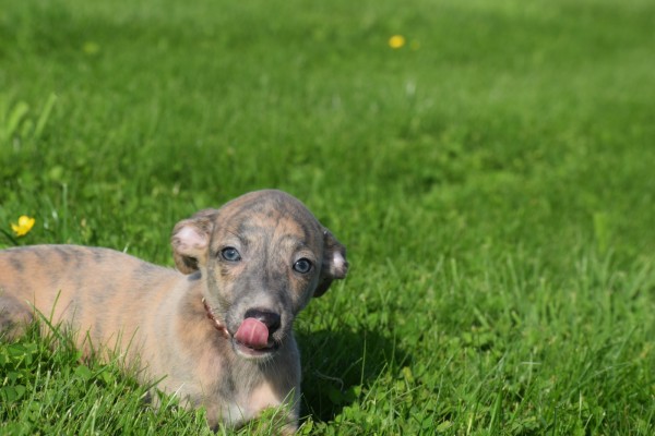 Whippet (teef) 30223
