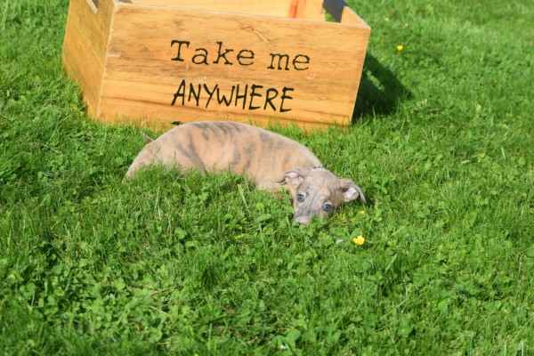 Whippet (teef) 30223