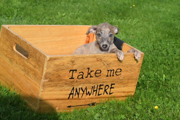 Whippet (teef) 30223