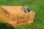 Whippet (teef) 30223