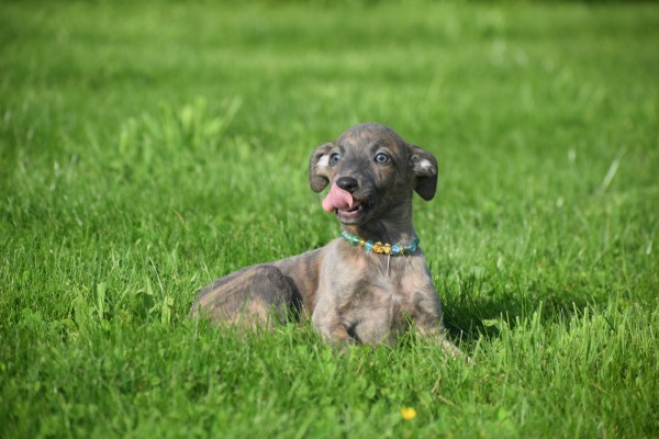 Whippet (teef) 20216
