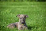 Whippet (teef) 20216