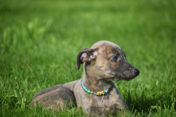 Whippet (teef) 20216