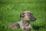 Whippet (teef) 20216