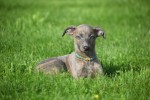Whippet (teef) 20216