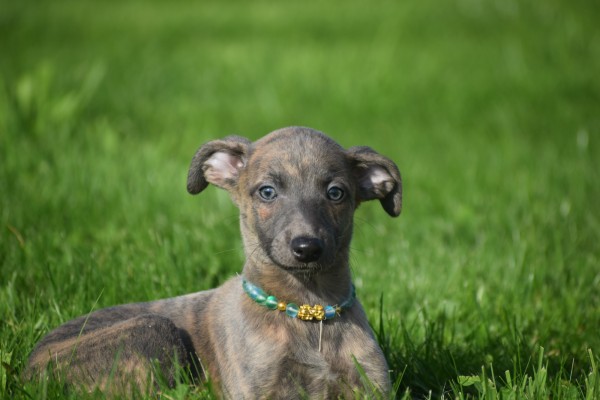 Whippet (teef) 20216