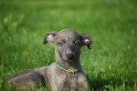 Whippet (teef) 20216