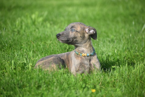 Whippet (teef) 20216