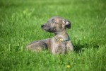 Whippet (teef) 20216
