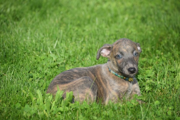 Whippet (teef) 20216