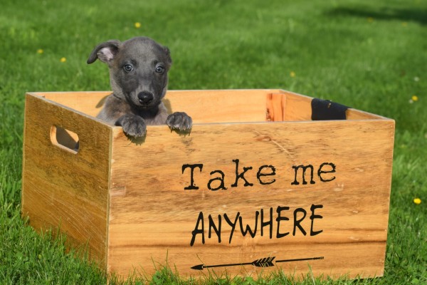 Whippet (reu) 23493