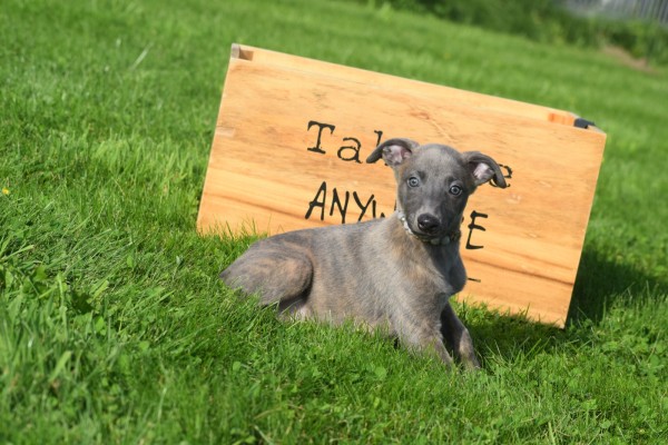 Whippet (reu) 23493