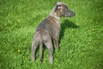 Whippet (reu) 23493