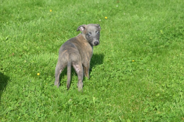Whippet (reu) 23493