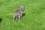 Whippet (reu) 23493