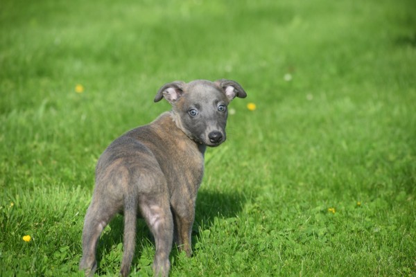 Whippet (reu) 23493