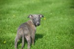 Whippet (reu) 23493
