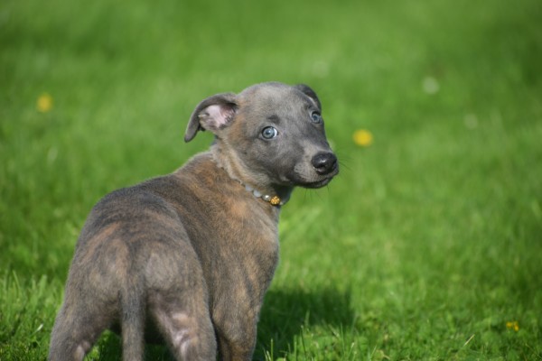 Whippet (reu) 23493
