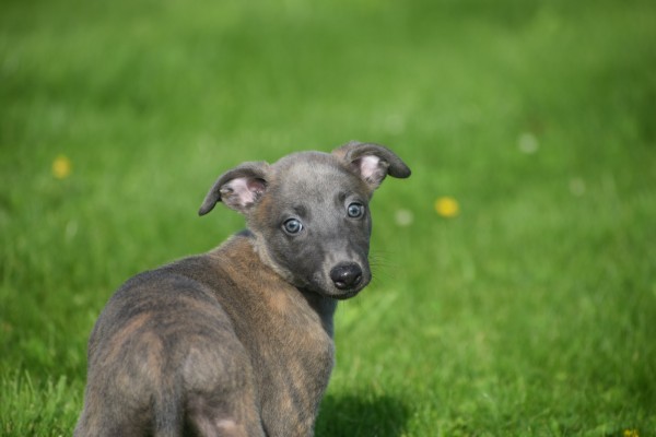 Whippet (reu) 23493