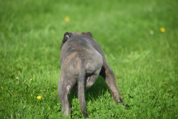 Whippet (reu) 23493