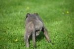 Whippet (reu) 23493
