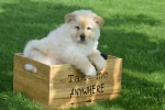 Chow Chow (teef) 45241